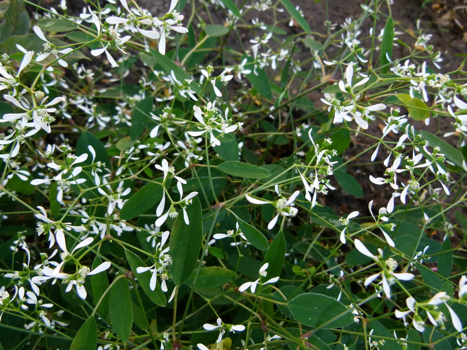 Diamond Frost® Euphorbia — The Euphorbia 'Diamond Frost'; it matures 12-18 inches tall and wide, creating a soft, baby's-breath effect, image 284