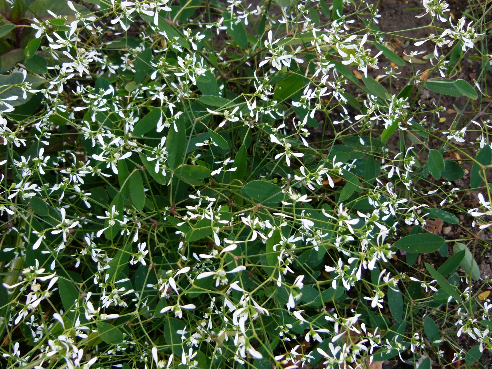 Diamond Frost® Euphorbia — commonly referred to as Diamond Frost® Euphorbia; while countless delicate flowers hover above the plant from planting, image 285