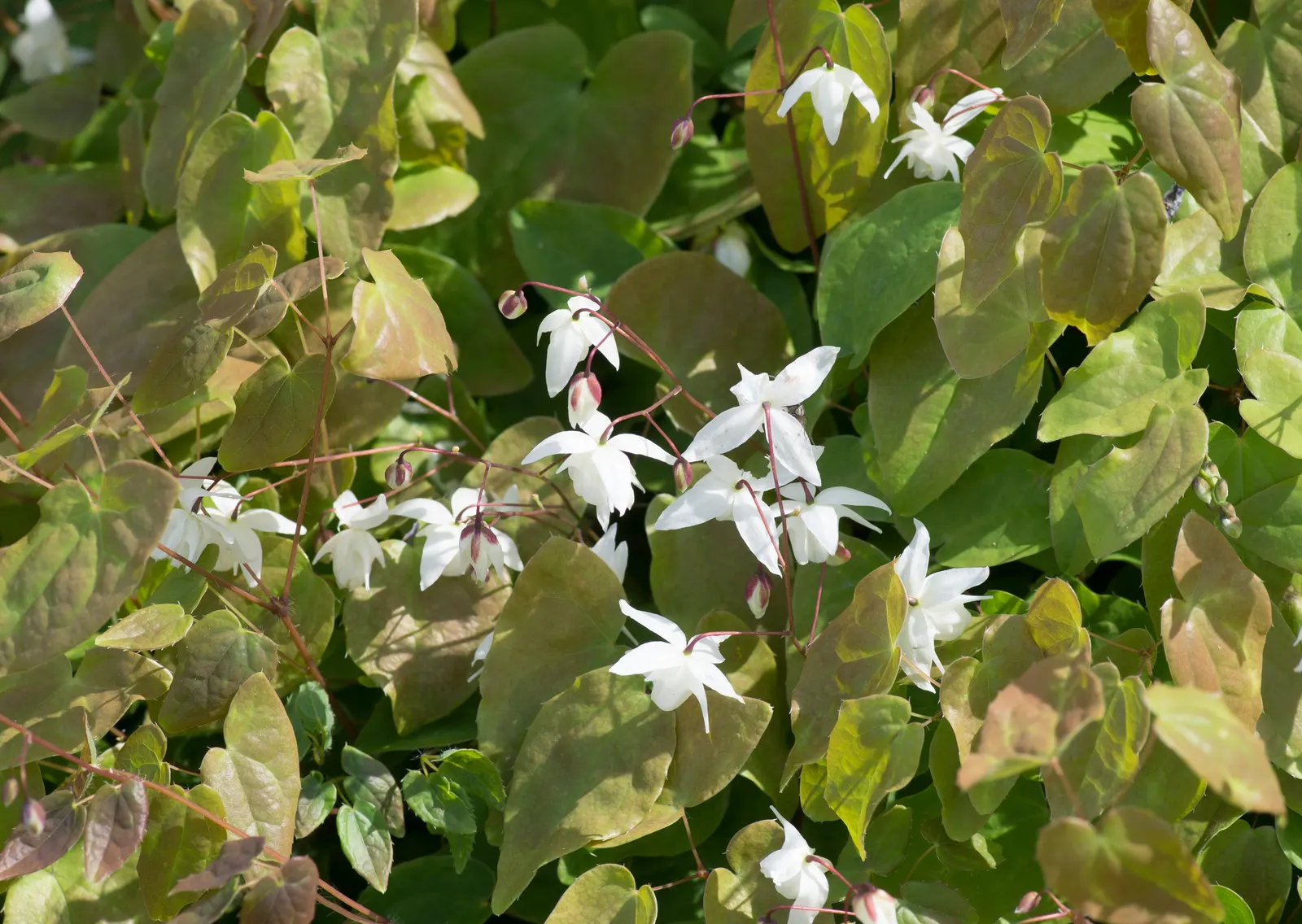 Bishop's Hat (Epimedium 'Niveum') — offering a charming carpet under trees and shrubs