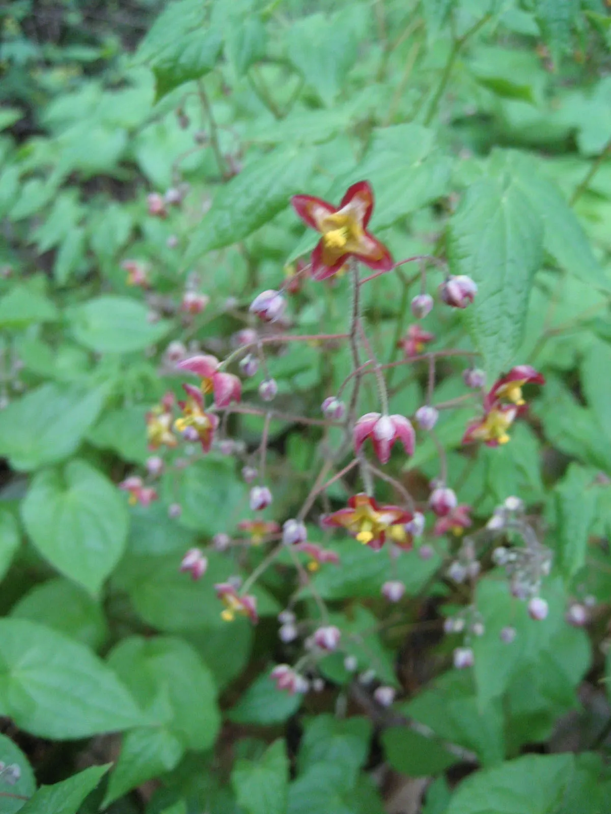 Bishop's Hat (Epimedium 'Niveum') — It thrives in moist, well-drained soil and is hardy in zones 5-8
