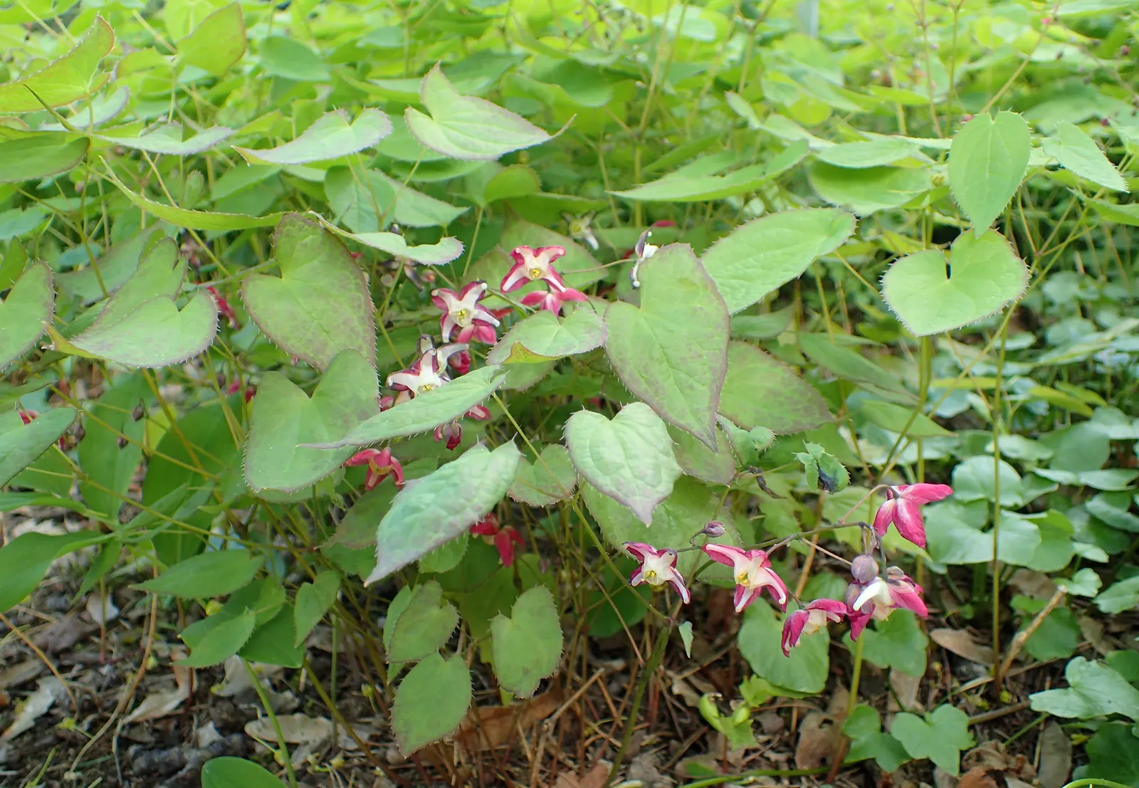 Bishop's Hat (Epimedium 'Niveum') — wiry stems well above the foliage