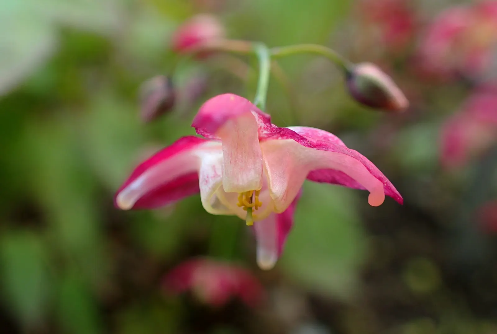Bishop's Hat (Epimedium 'Niveum') — it's tolerant of dry shade once established