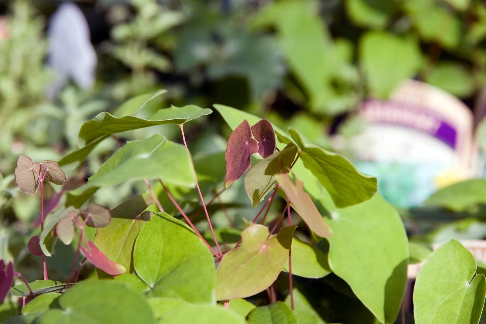 Bishop's Hat (Epimedium 'Niveum') — The Bishop's Hat (Epimedium 'Niveum') is a captivating