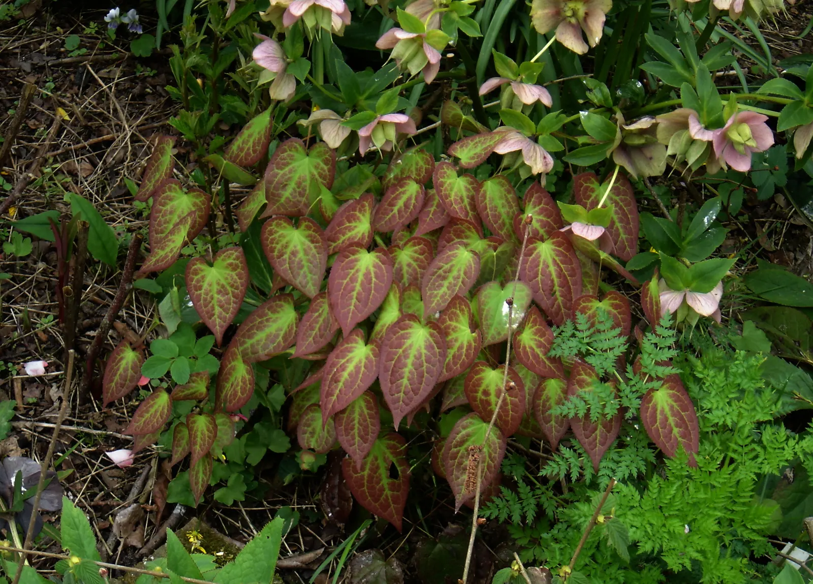 Bishop's Hat (Epimedium 'Niveum') — this low-maintenance plant reaches 8-12" in height and spreads up to 18"