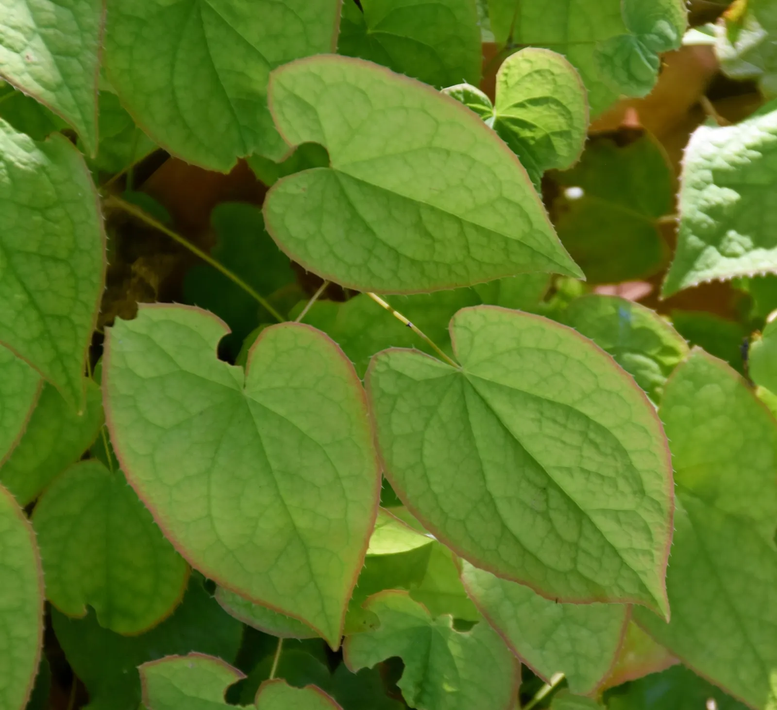 Bishop's Hat (Epimedium 'Niveum') — which appear in abundance from mid to late spring