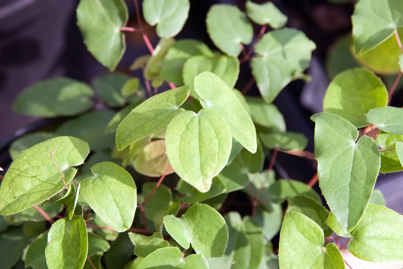 Bishop's Hat (Epimedium 'Niveum') — Bishop\'s Hat brings a graceful display to woodland gardens from early to mid-spring