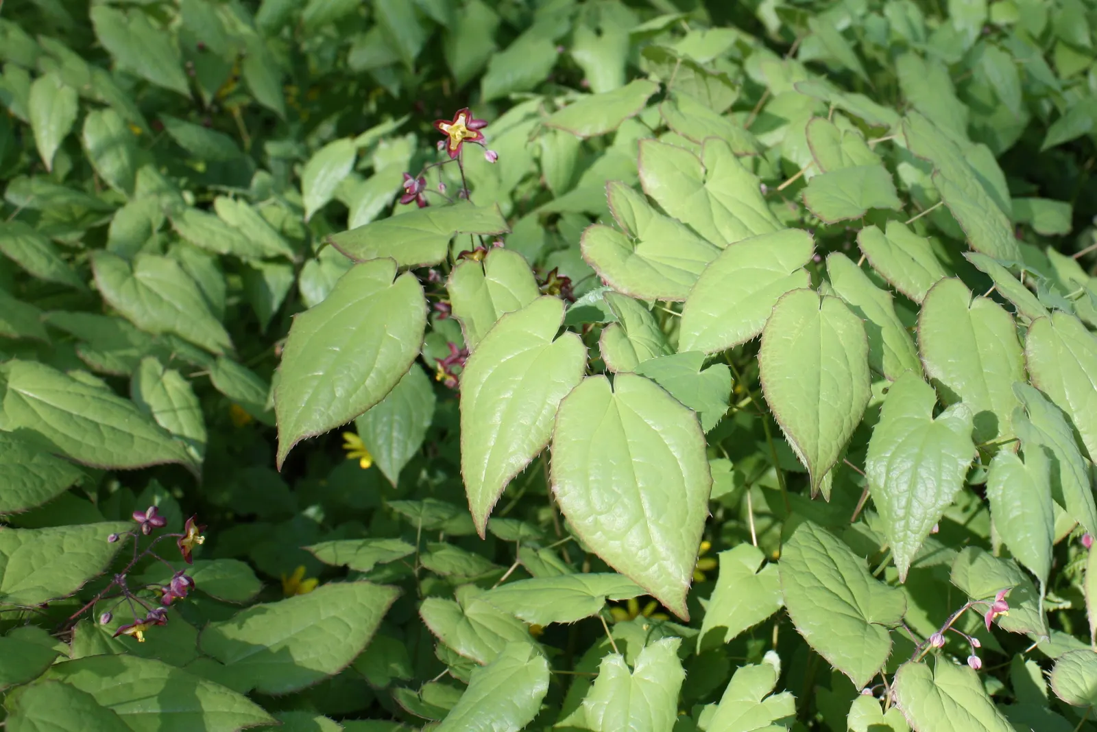 Bishop's Hat (Epimedium 'Niveum') — Its growth habit and modest size make it low-maintenance