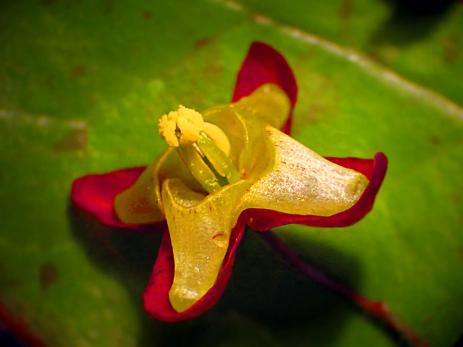 Bishop's Hat (Epimedium 'Niveum') — making it an adaptable choice for less hospitable parts of the garden