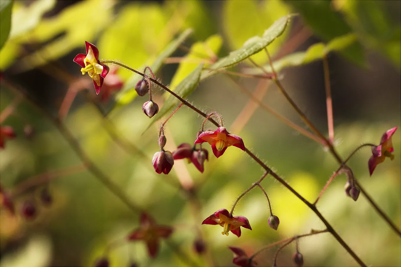 Bishop's Hat (Epimedium 'Niveum') — making it an excellent choice for filling gaps amongst larger plants or for weaving a seamless