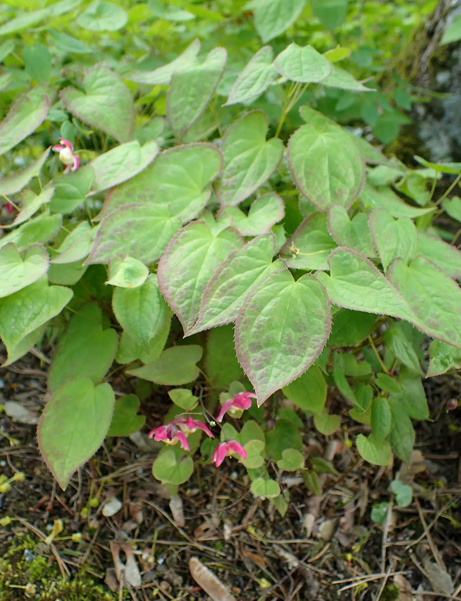 Bishop's Hat (Epimedium 'Niveum') — yet it's resilient enough to withstand competition from tree roots