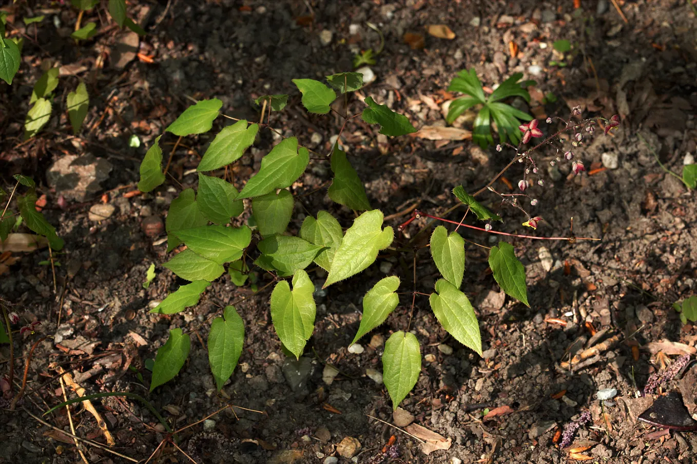 Bishop's Hat (Epimedium 'Niveum') — is a shade-tolerant perennial favored for its ground-covering capabilities