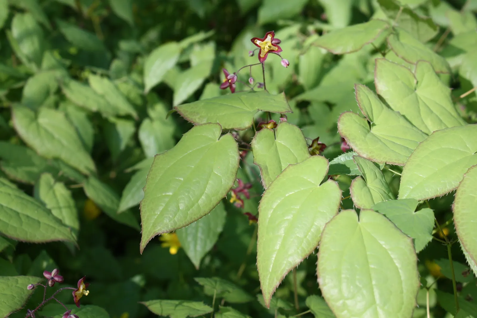 Bishop's Hat (Epimedium 'Niveum') — After flowering, the foliage provides continuous interest well into the fall