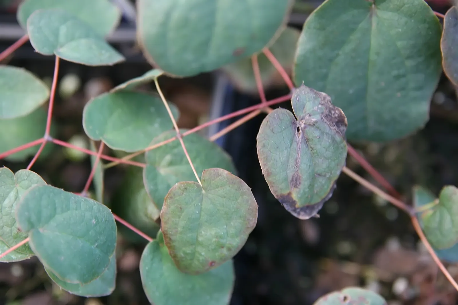 Bishop's Hat (Epimedium 'Niveum') — well-drained soil with moderate moisture