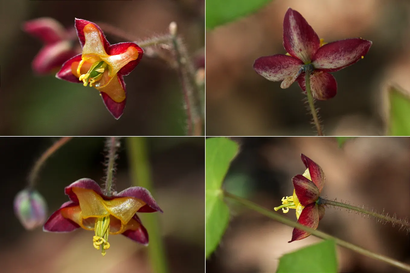 Bishop's Hat (Epimedium 'Niveum') — <br><br>Epimedium 'Niveum' is hardy in USDA zones 5 through 9 and prefers rich