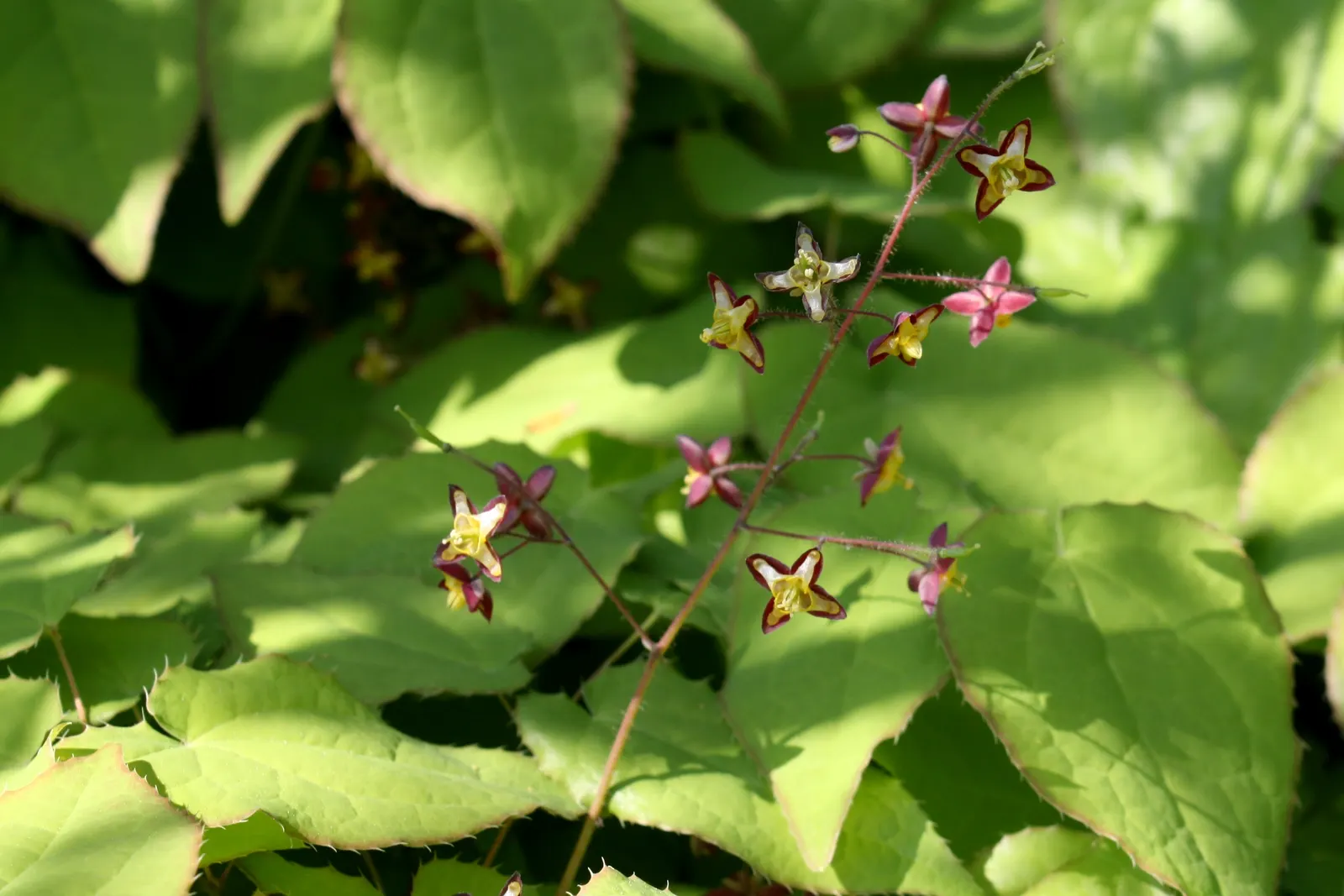Bishop's Hat (Epimedium 'Niveum') — The plant spans approximately 8 to 12 inches in height and spreads to a width of 12 to 18 inches