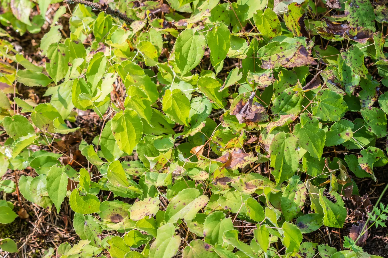 Bishop's Hat (Epimedium 'Niveum') — commonly called Bishop\'s Hat