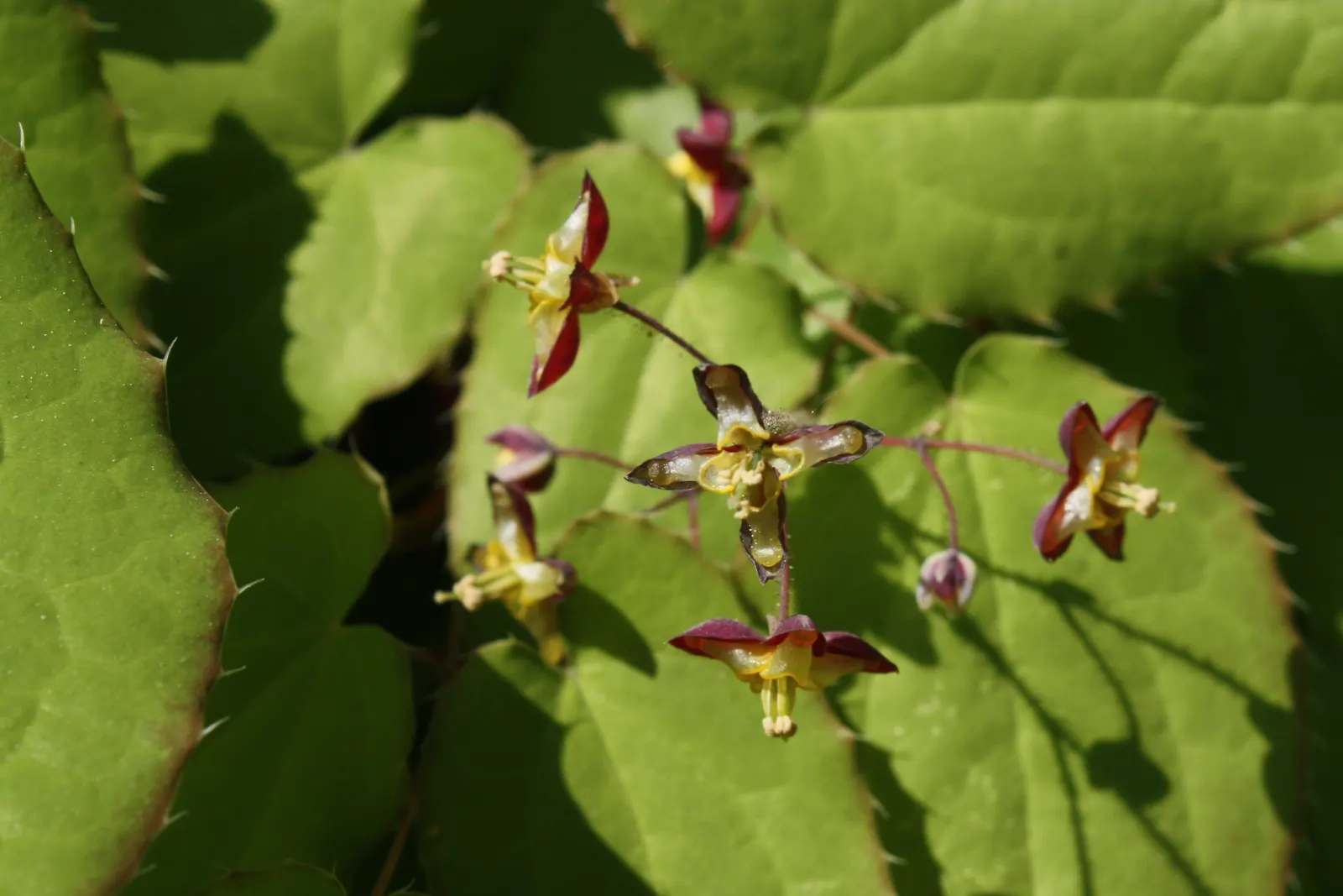 Bishop's Hat (Epimedium 'Niveum') — verdant carpet beneath tree canopies.<br><br>The blooms