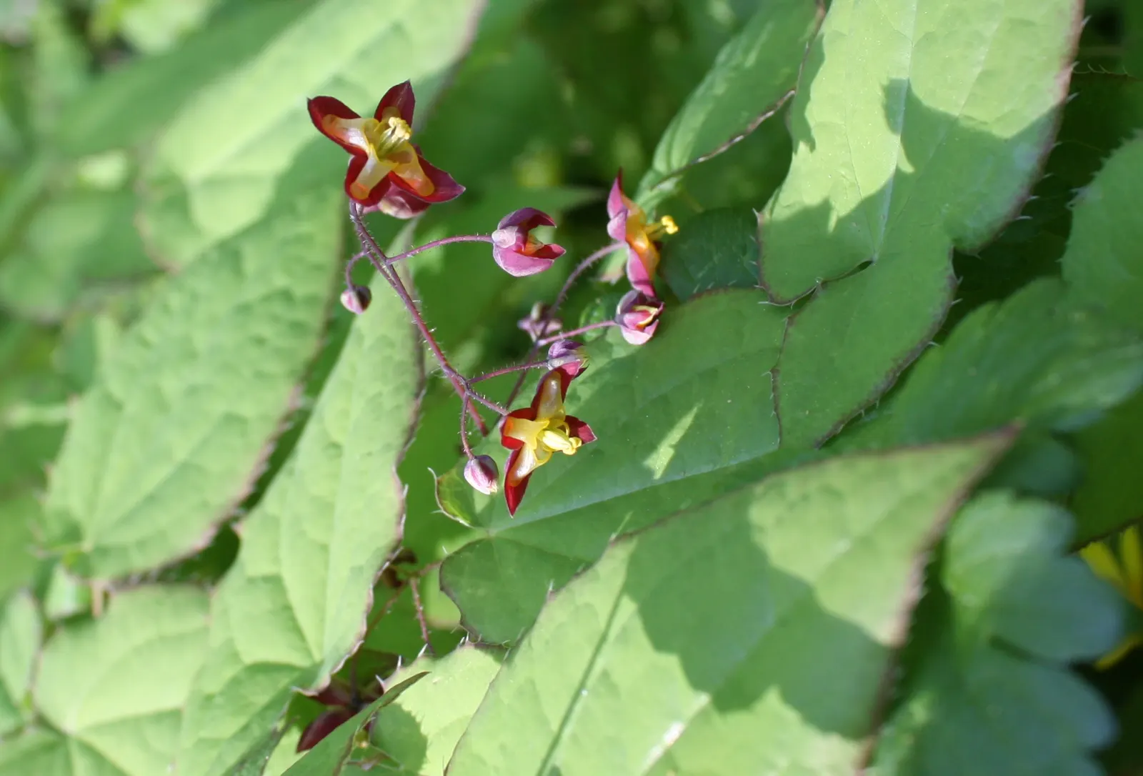 Bishop's Hat (Epimedium 'Niveum') — aptly suited for understory compositions or as a ground cover in cooler areas of the landscape