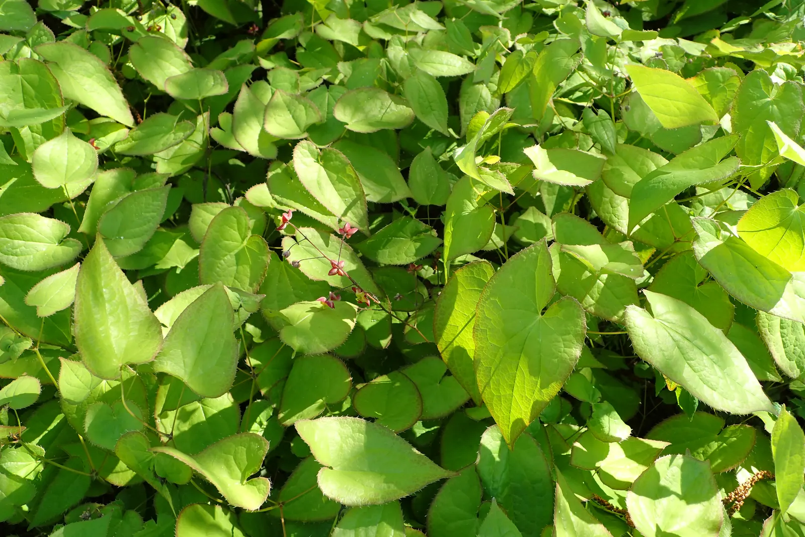 Bishop's Hat (Epimedium 'Niveum') — <br><br>A deciduous perennial by nature