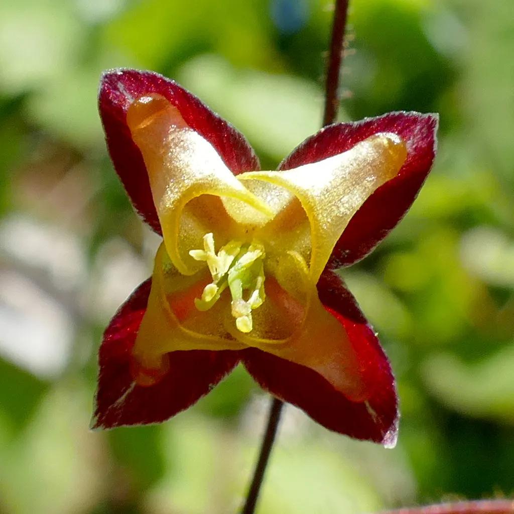 Bishop's Hat (Epimedium 'Niveum') — white flowers in the garden