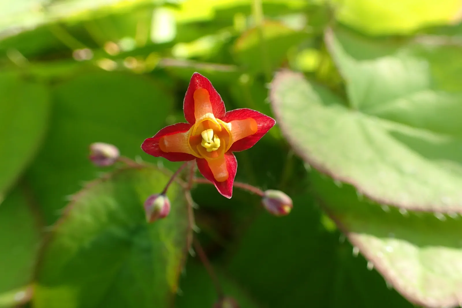 Bishop's Hat (Epimedium 'Niveum') — heart-shaped leaves and its striking