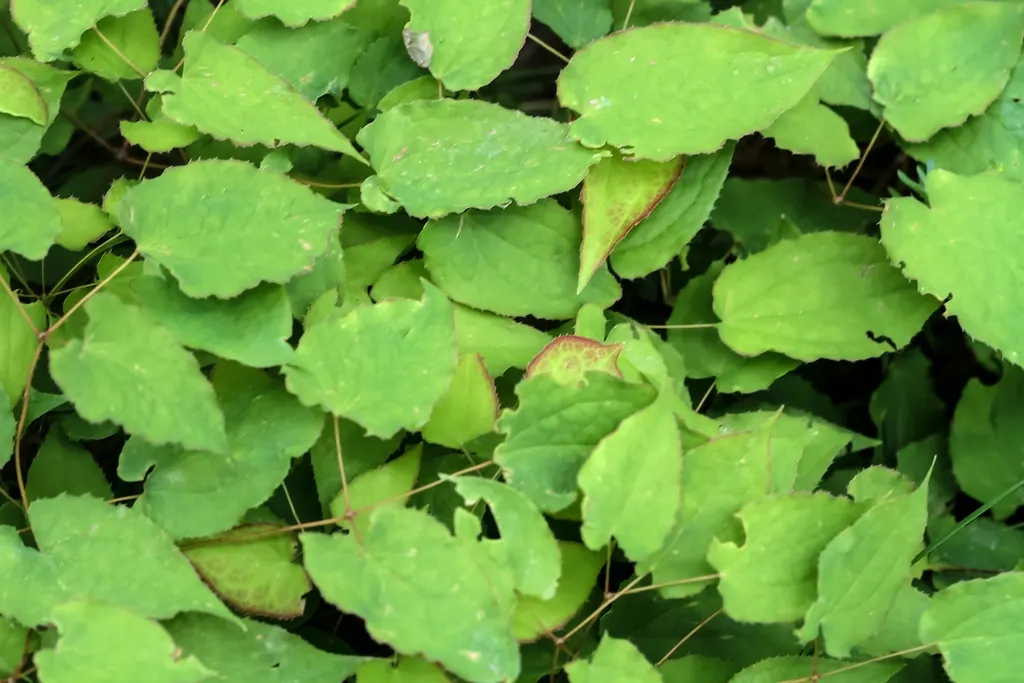 Bishop's Hat (Epimedium 'Niveum') — This particular cultivar distinguishes itself through its dainty