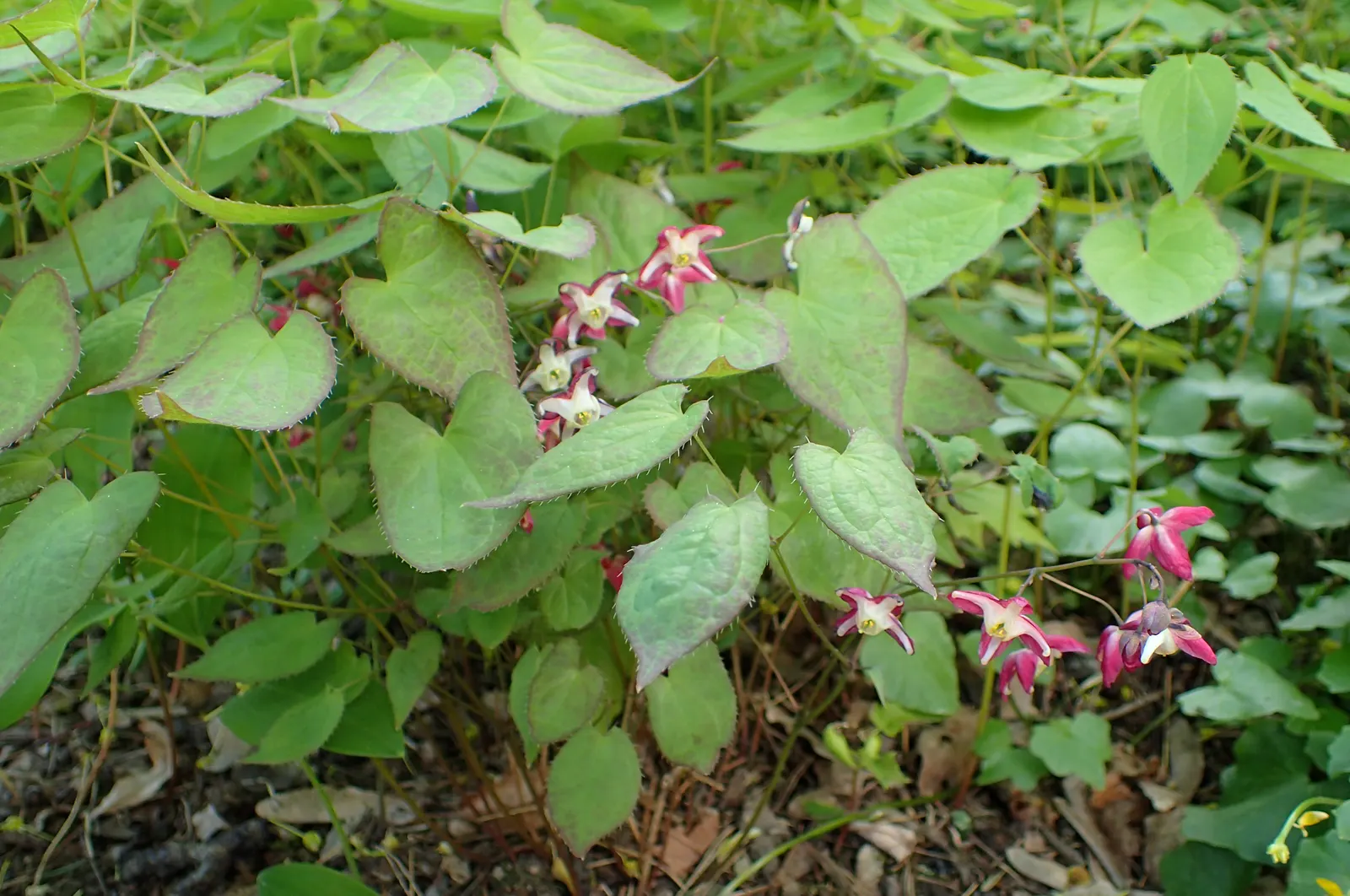 Bishop's Hat (Epimedium 'Niveum') — unfurling leaves that transition from a subtle bronze hue to a lush green as they mature