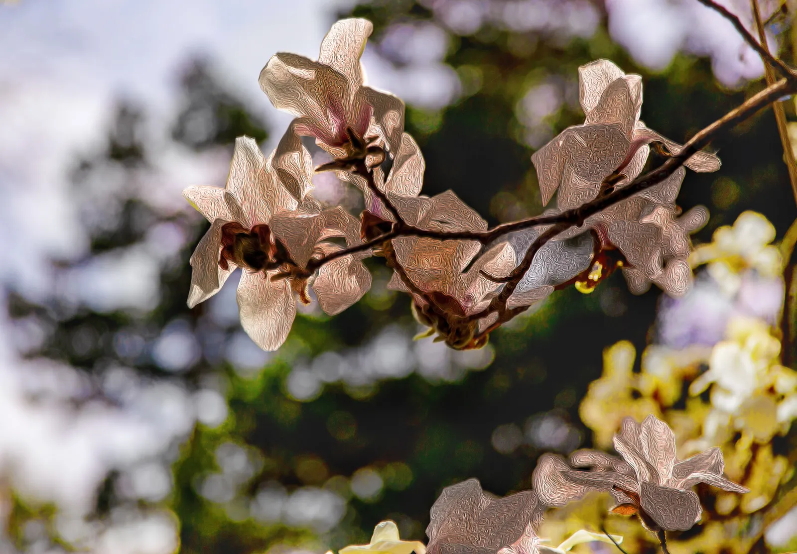 False Magnolia (Michelia Crassipes) — Moderately drought-tolerant once established