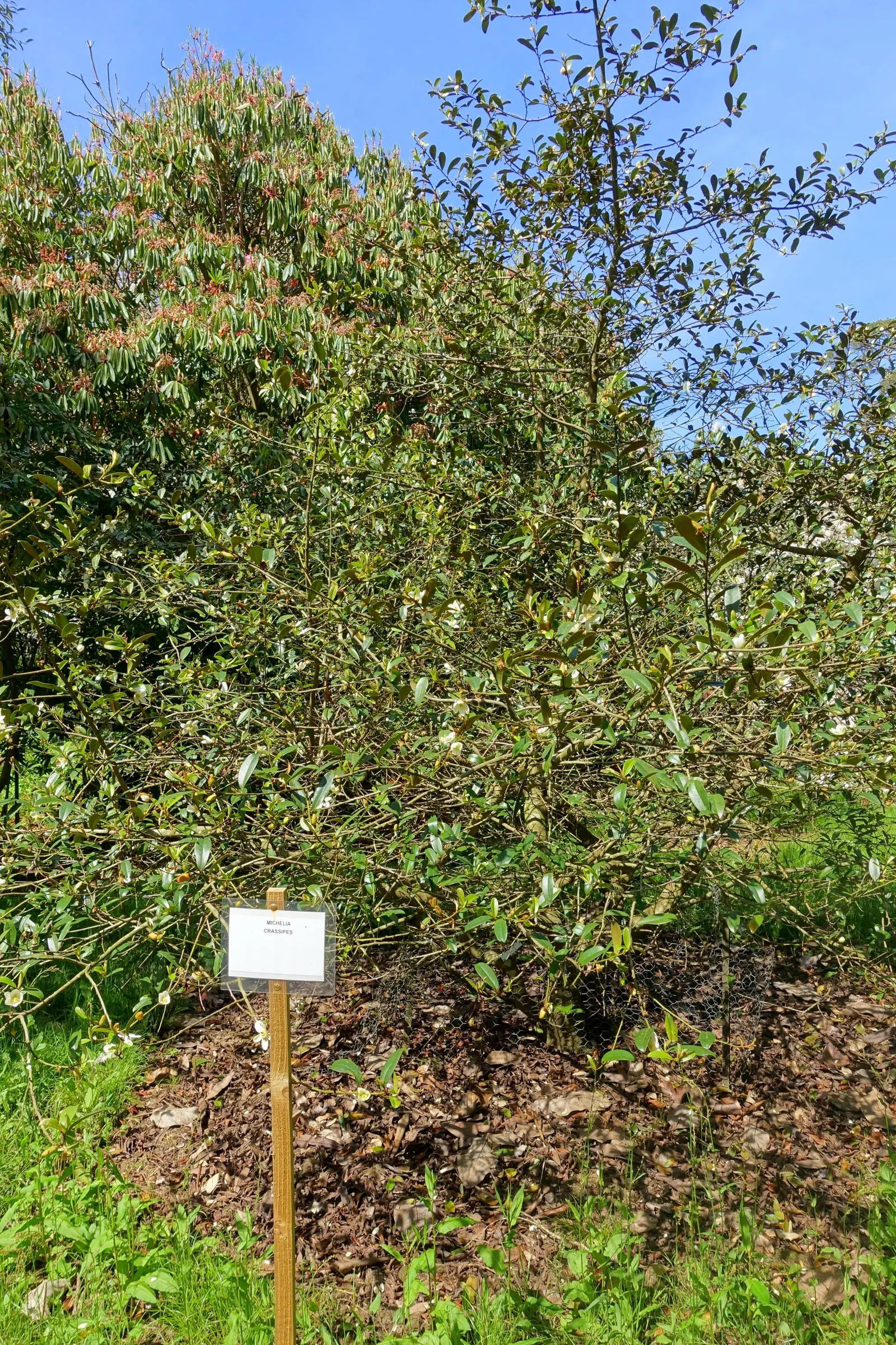 False Magnolia (Michelia Crassipes) — Thriving in USDA zones 10-11, it prefers well-drained soil and partial to full sun