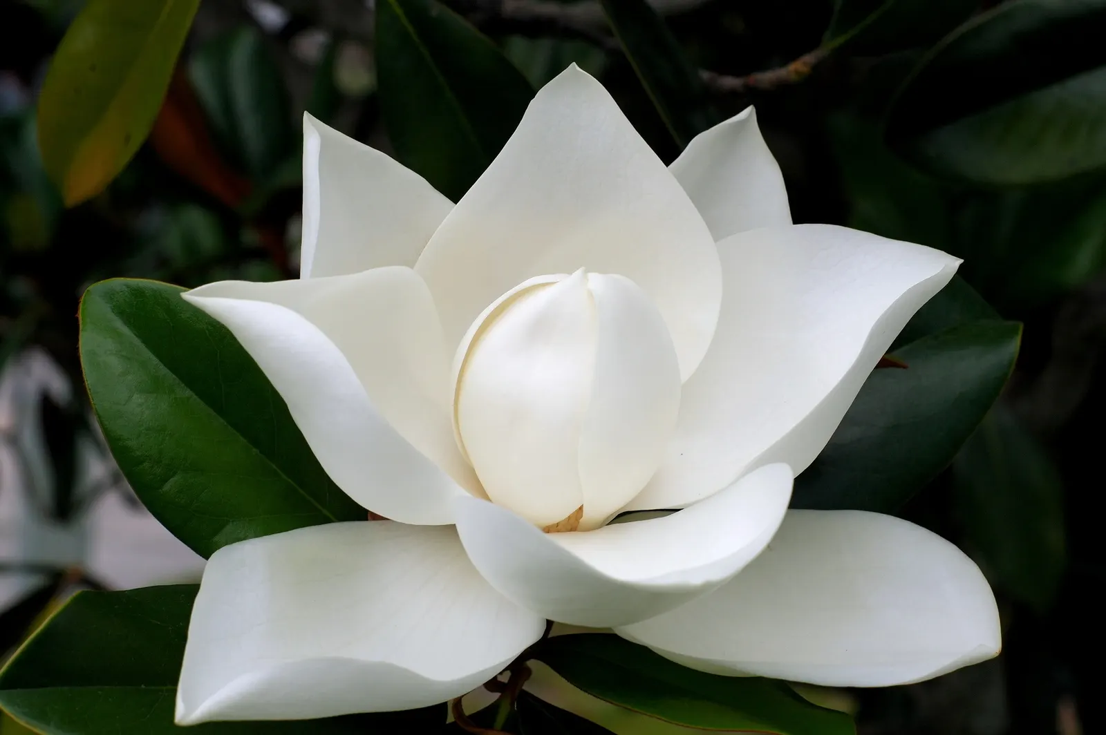 False Magnolia (Michelia Crassipes) — evergreen shrub reaching up to 10-15 feet tall and wide