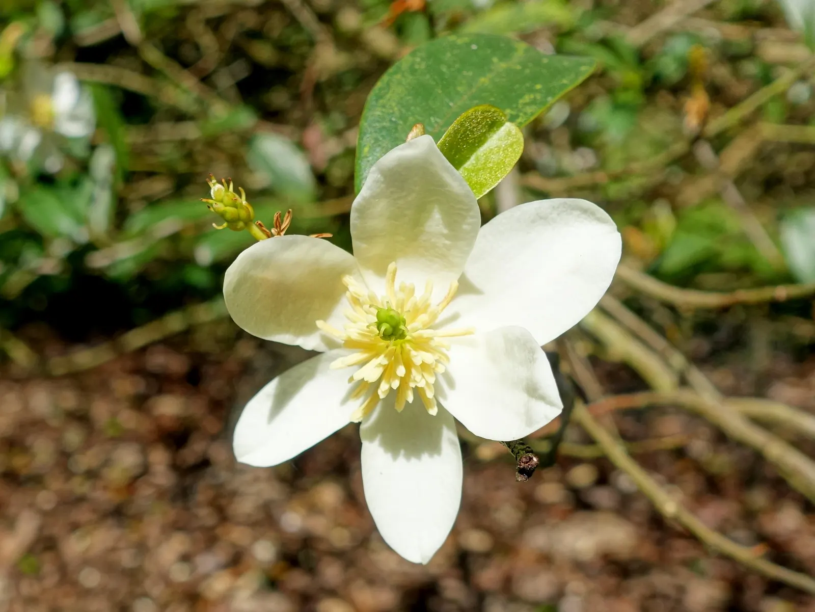 False Magnolia (Michelia Crassipes) — deep green hue and forms a dense