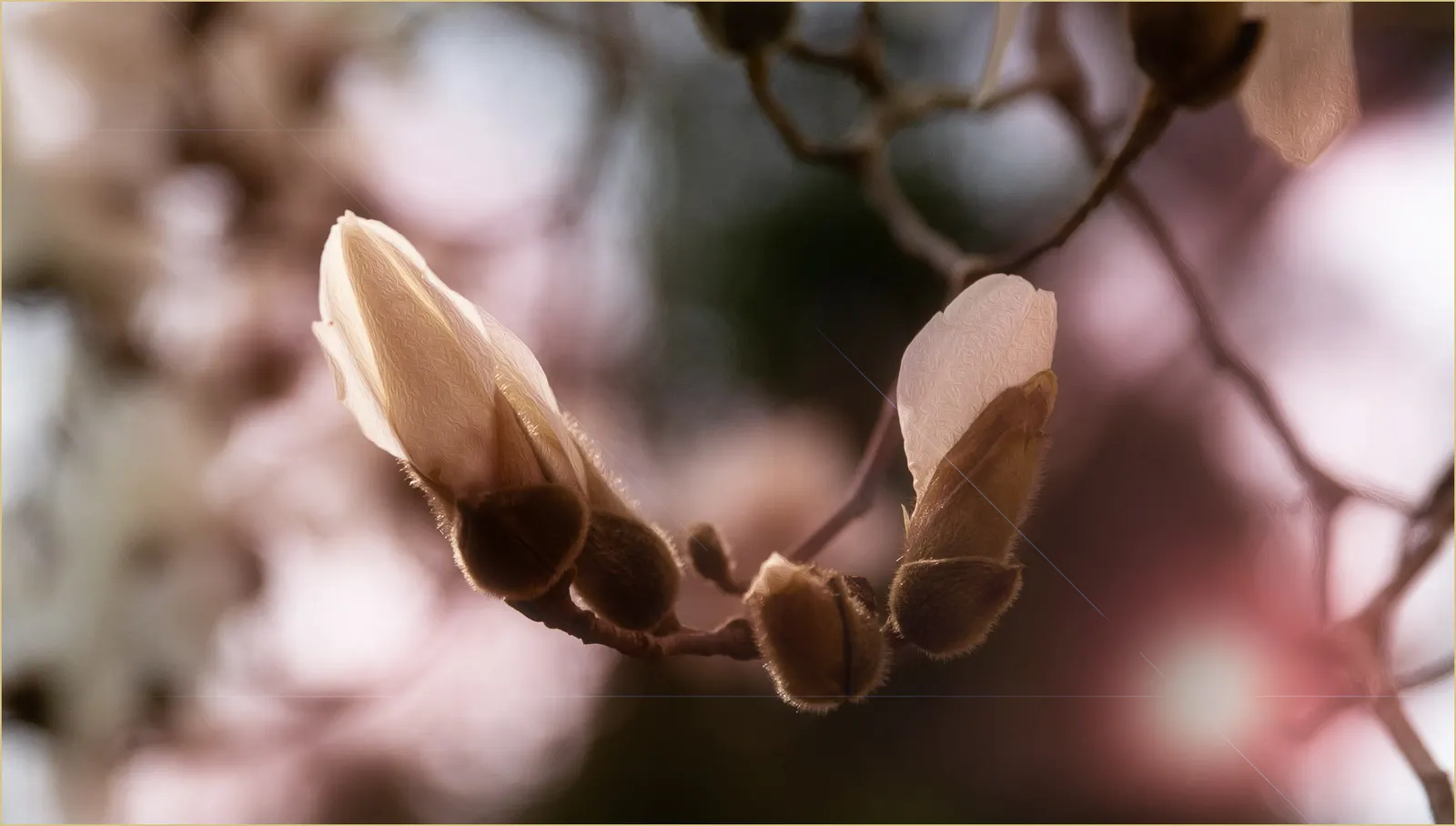 False Magnolia (Michelia Crassipes) — acidic to neutral soil and thrives in full sun to partial shade conditions