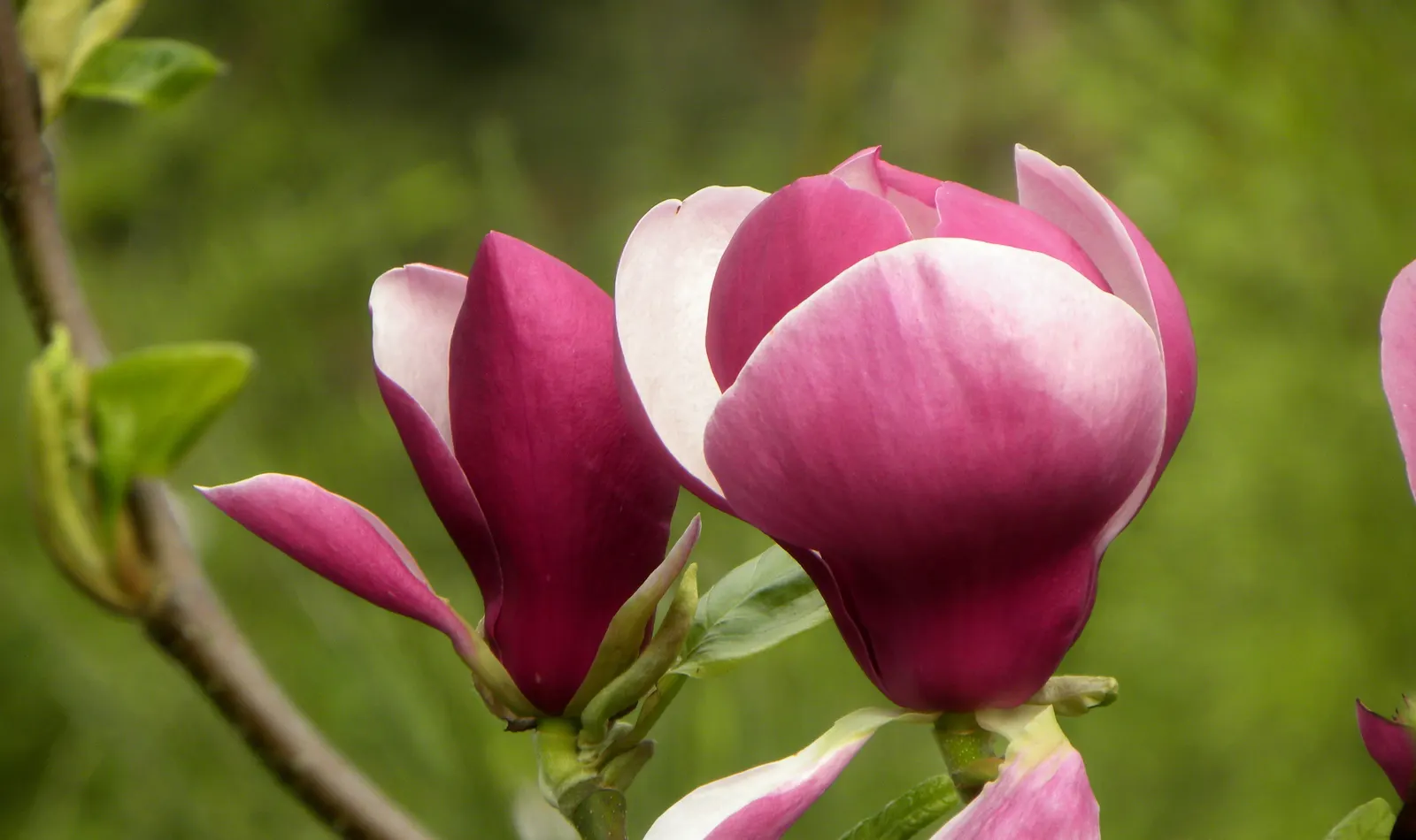 False Magnolia (Michelia Crassipes) — It boasts glossy, leathery leaves and fragrant, creamy-white flowers resembling true magnolias