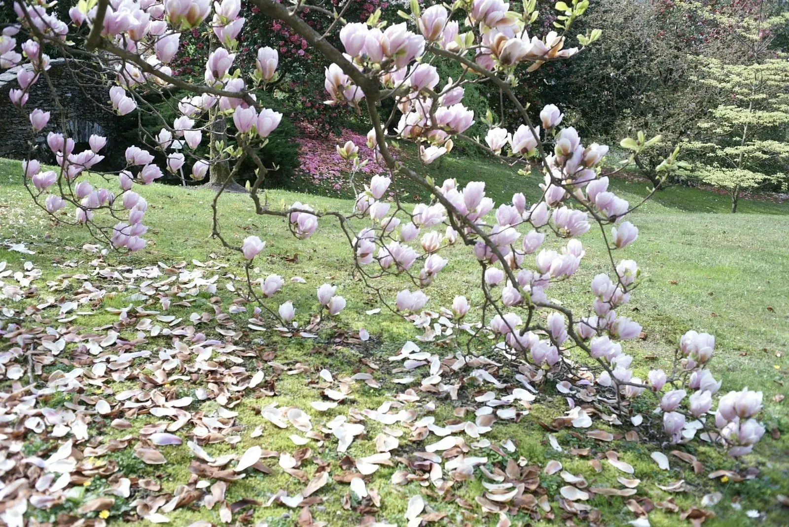 False Magnolia (Michelia Crassipes) — Plant the False Magnolia and watch it bring a refined, tropical feel, and aromatic charm to any garden design