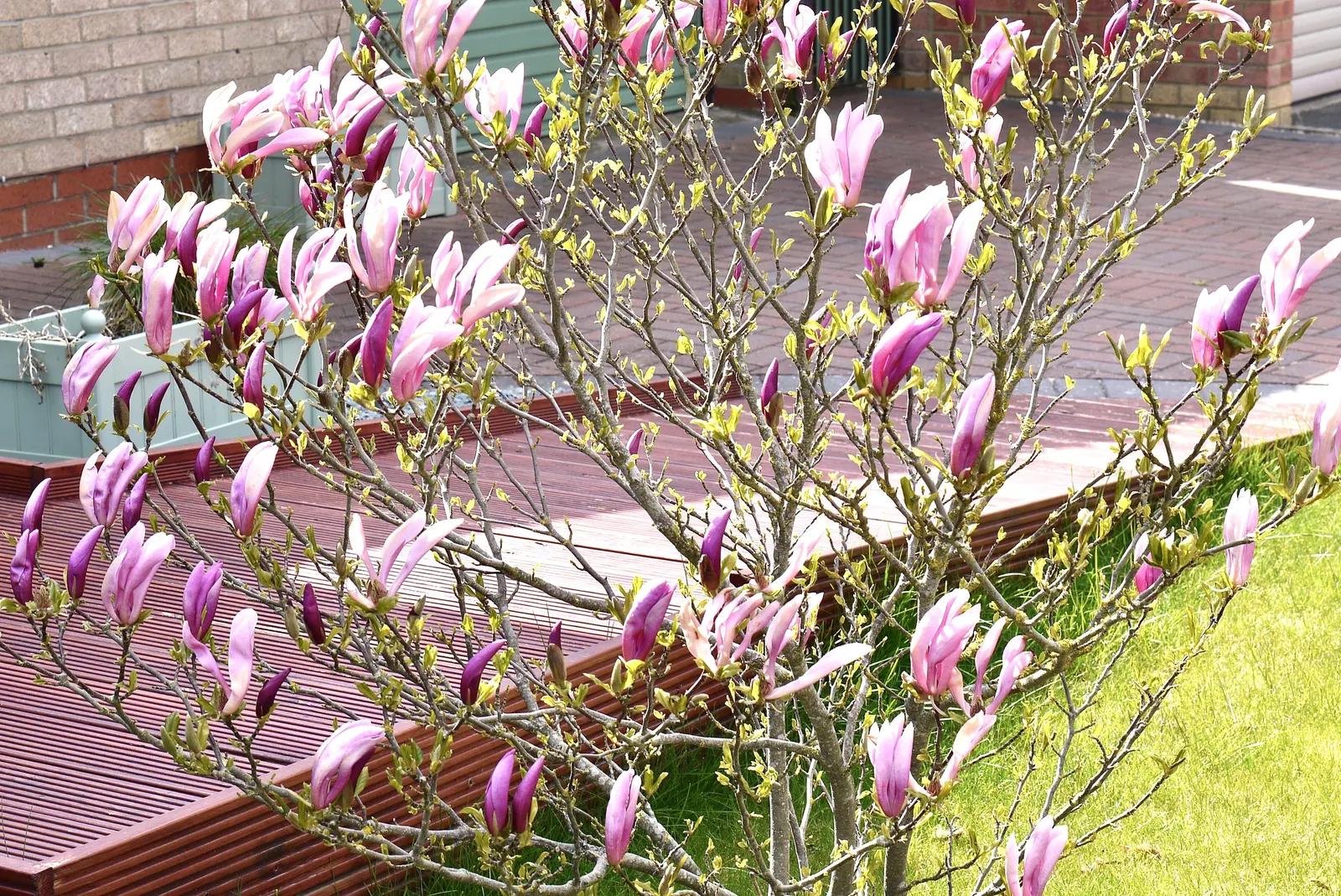 False Magnolia (Michelia Crassipes) — providing a commanding yet manageable presence in a residential setting.<br><br>The graceful