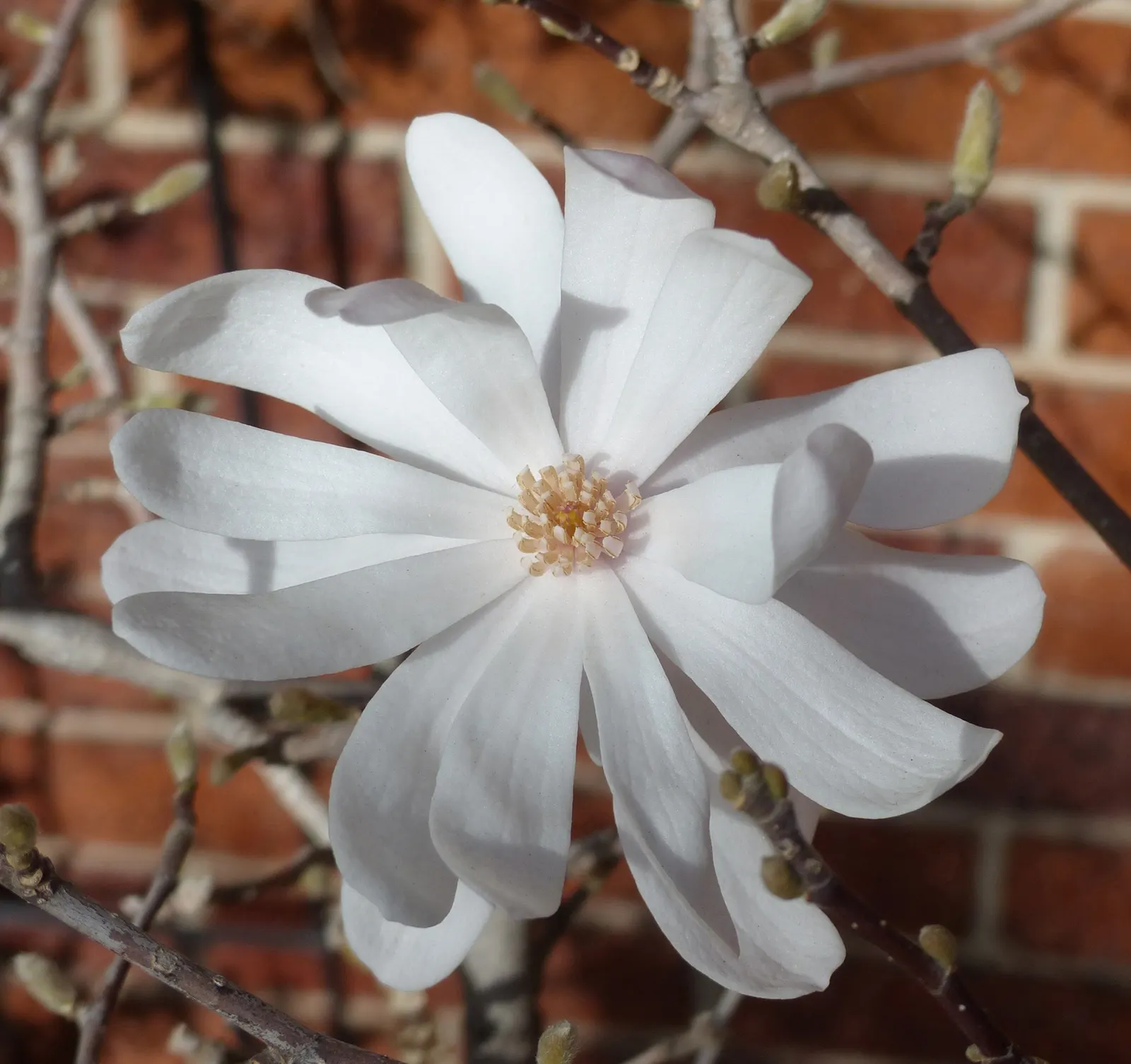 False Magnolia (Michelia Crassipes) — is an enchanting evergreen tree that radiates elegance within the garden landscape