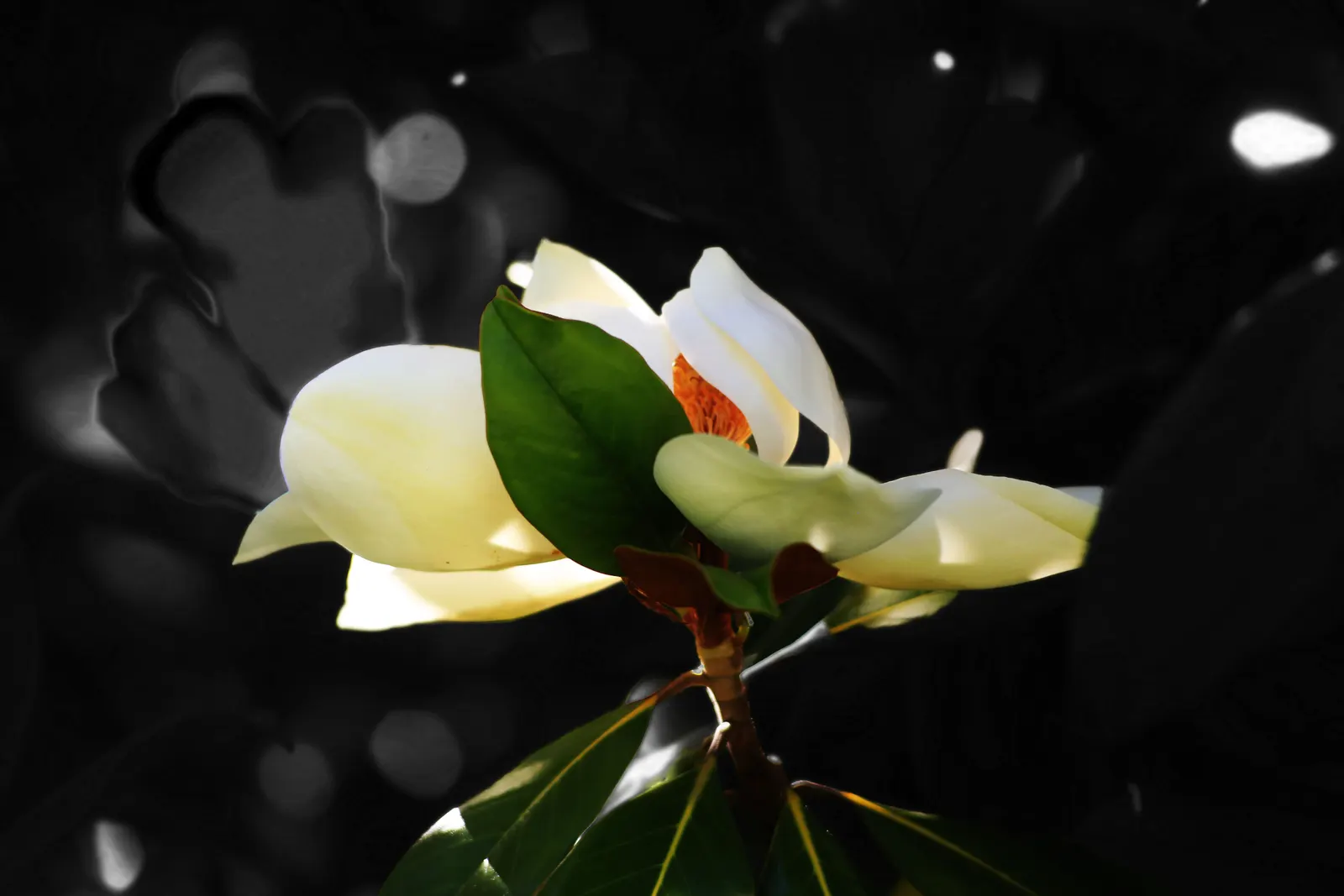 False Magnolia (Michelia Crassipes) — it requires minimal irrigation and maintenance
