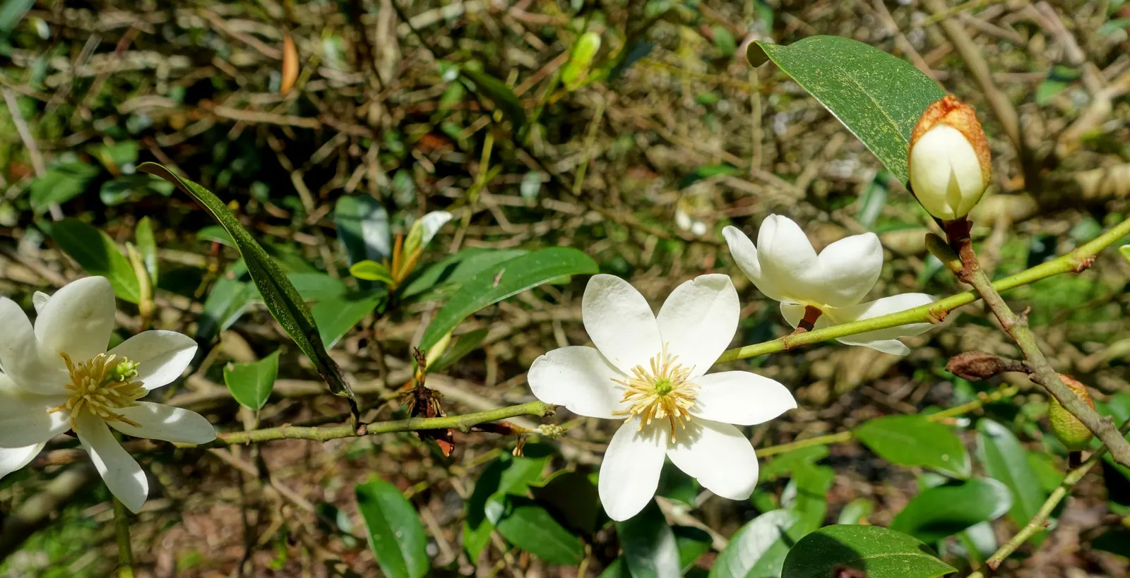 False Magnolia (Michelia Crassipes) — this alluring specimen can reach a mature height of 20 to 30 feet with a spread of 10 to 15 feet