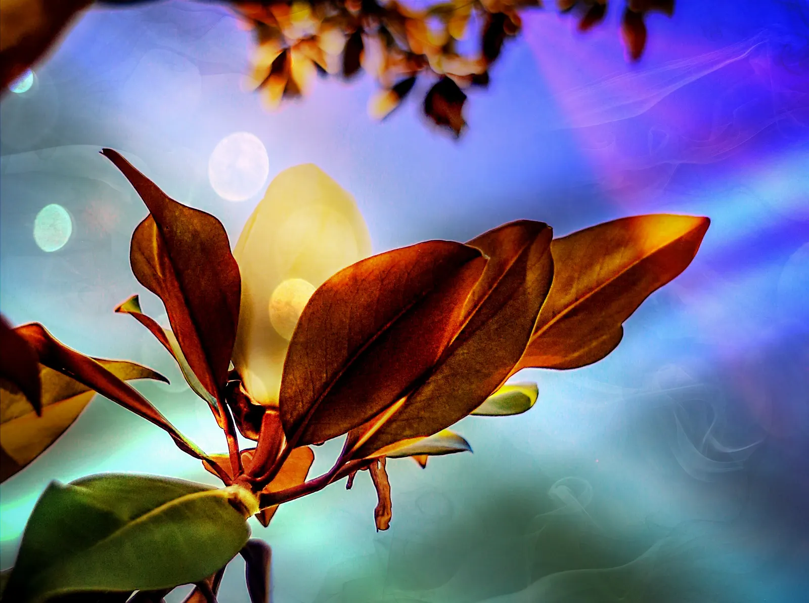 False Magnolia (Michelia Crassipes) — The leaves measure approximately 4 to 6 inches long