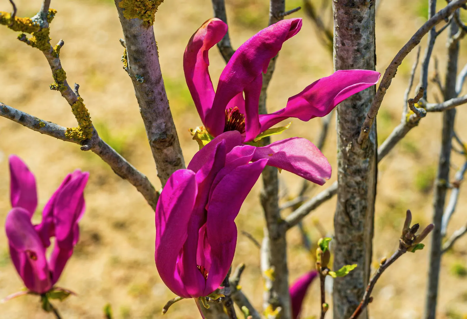 False Magnolia (Michelia Crassipes) — commonly known as the False Magnolia