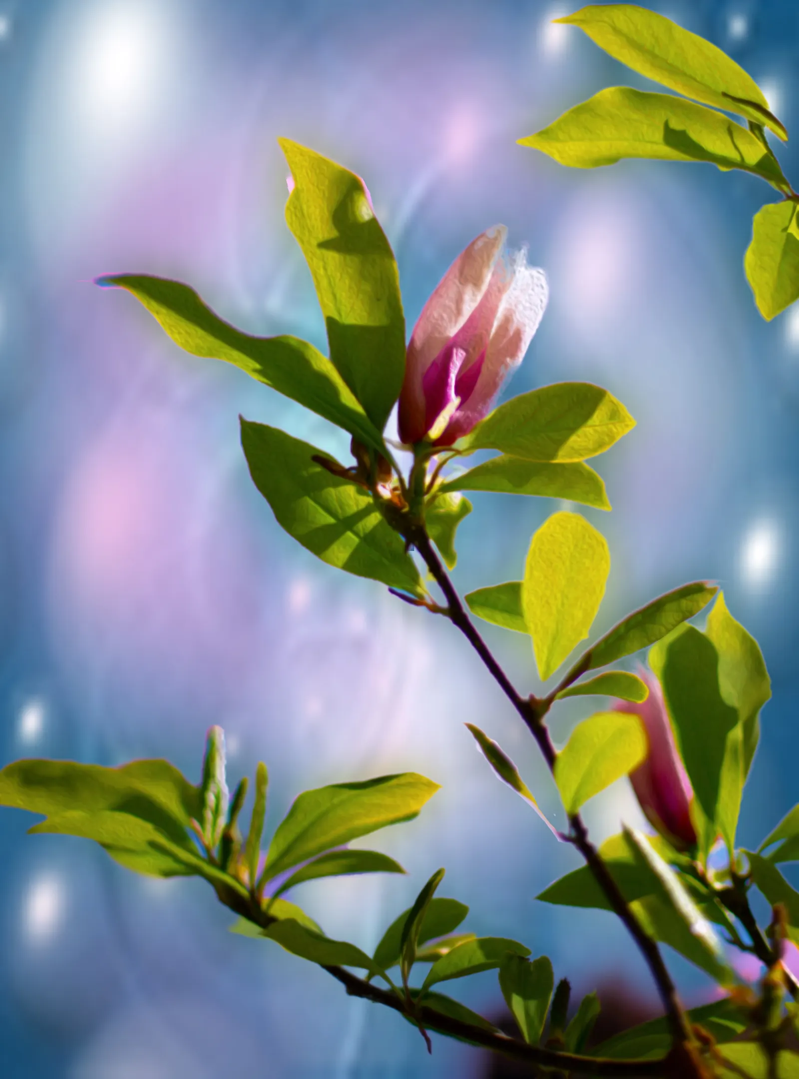 False Magnolia (Michelia Crassipes) — waxy foliage is a lustrous
