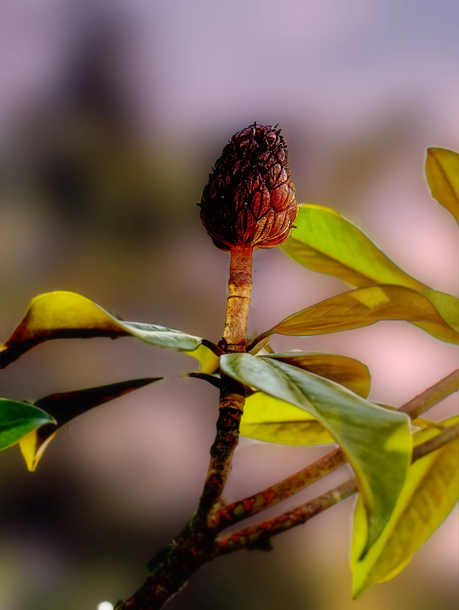 False Magnolia (Michelia Crassipes) — green and white flowers in the garden