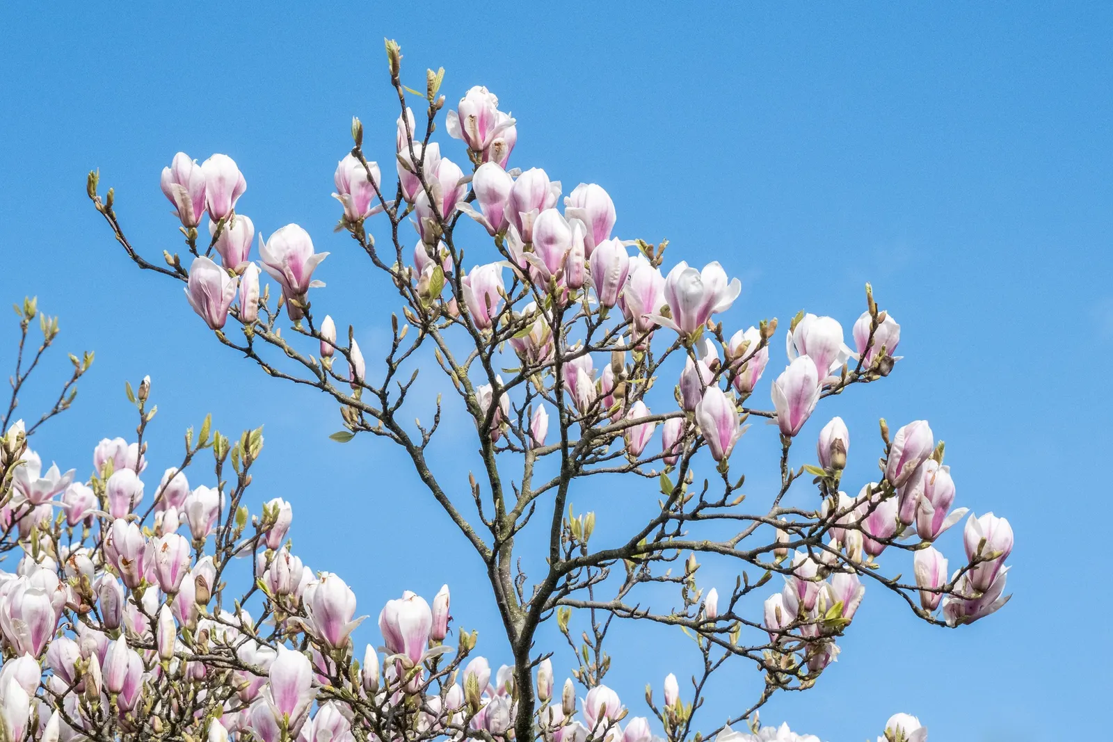 False Magnolia (Michelia Crassipes) — offering a sublime contrast against the glossy leaves