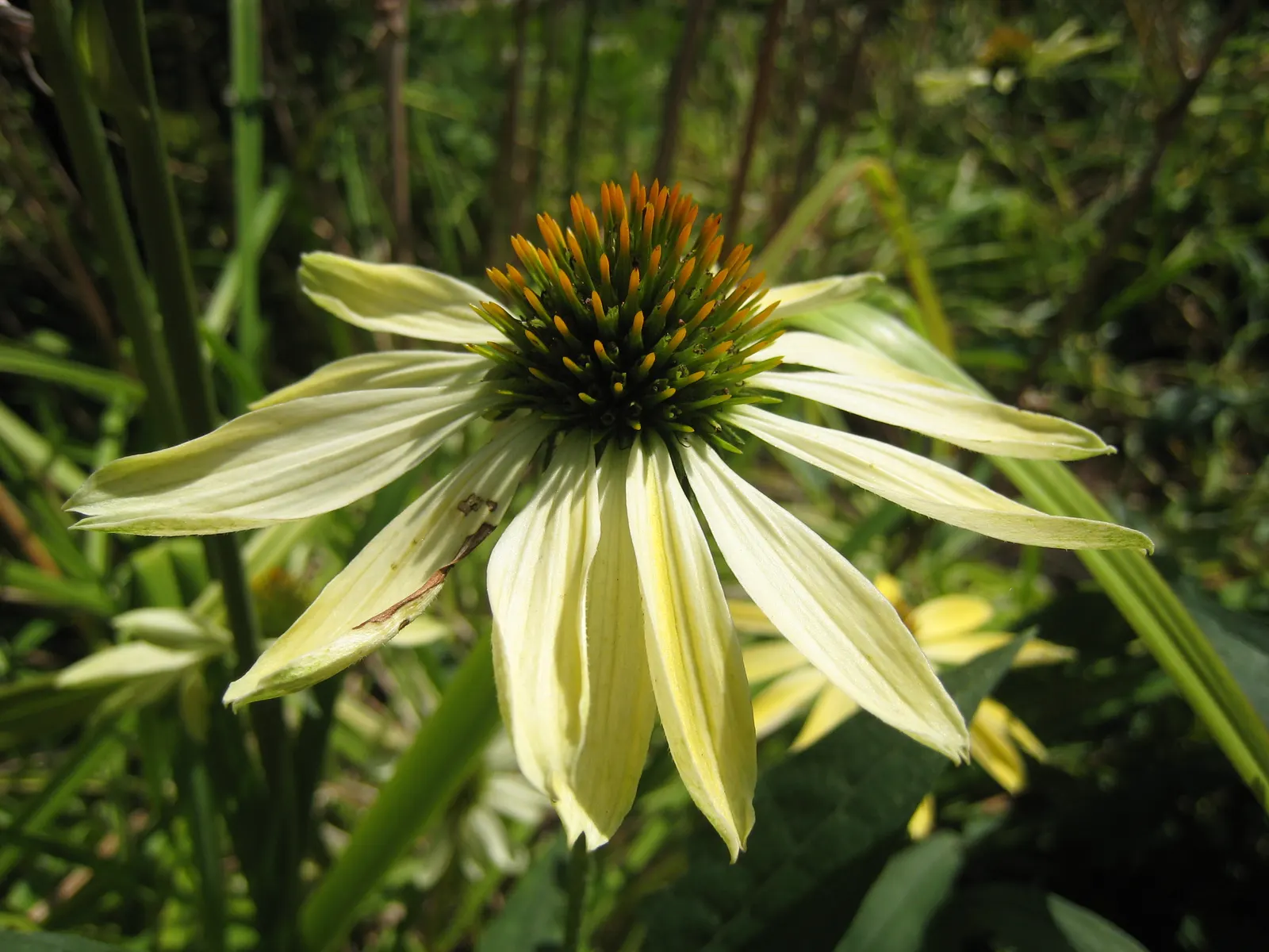 Sunrise Coneflower (Echinacea 'Sunrise') — Echinacea 'Sunrise' thrives in USDA Hardiness Zones 3 to 9