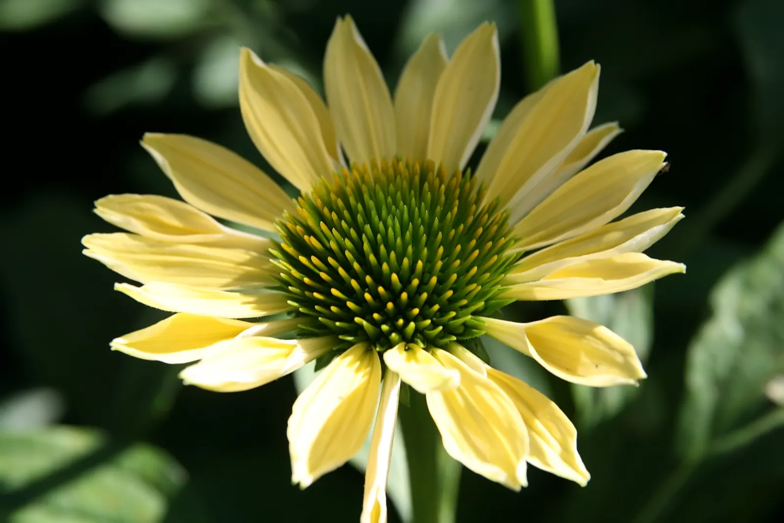 Sunrise Coneflower (Echinacea 'Sunrise') — which is part of the Asteraceae family