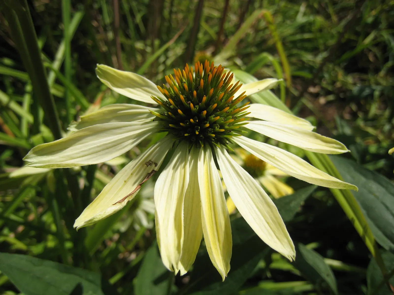Sunrise Coneflower (Echinacea 'Sunrise') — lemon-yellow hue.<br><br>Preferred for full sun exposure
