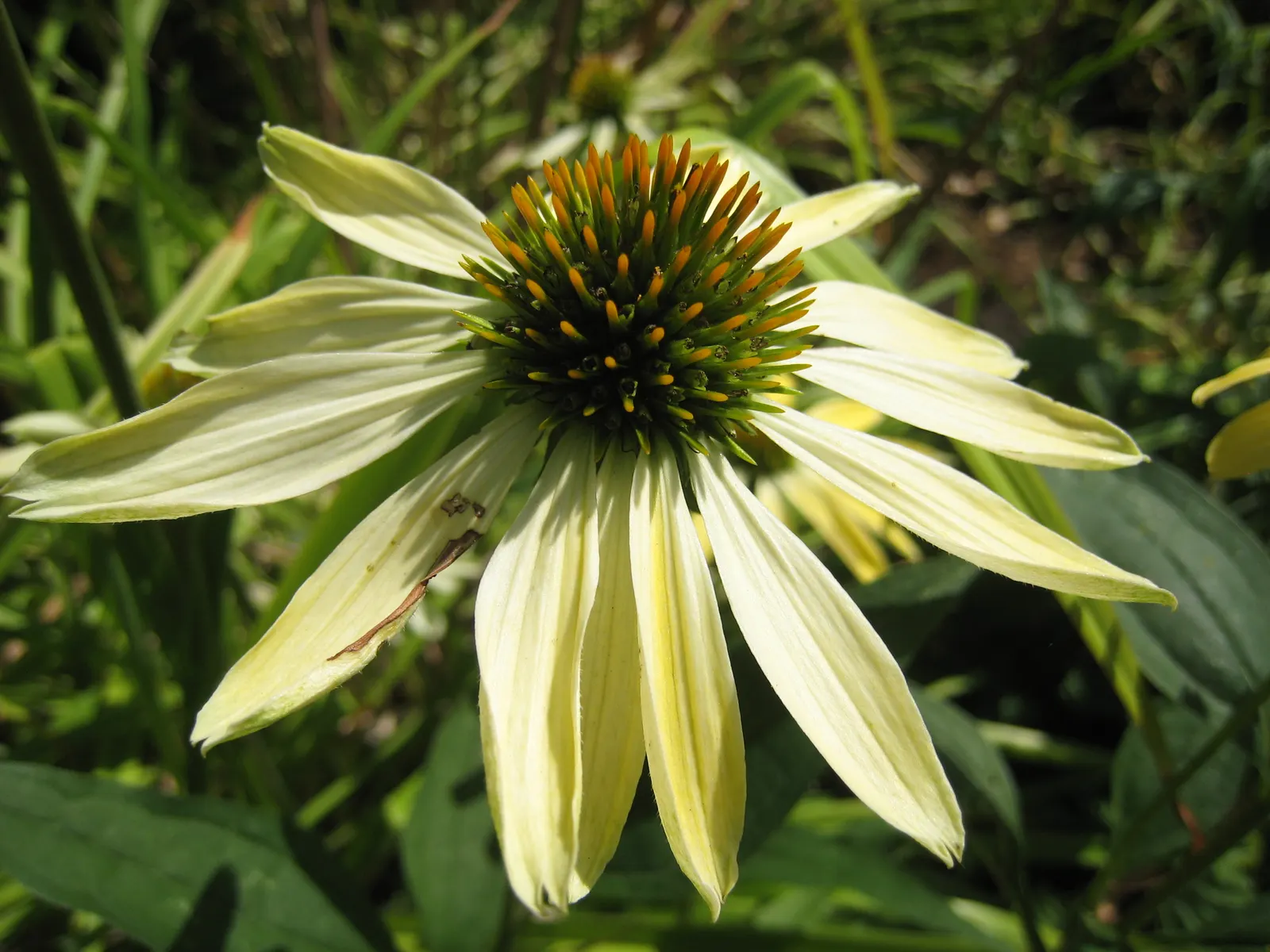 Sunrise Coneflower (Echinacea 'Sunrise') — The petals radiate from the cone in a downward fashion