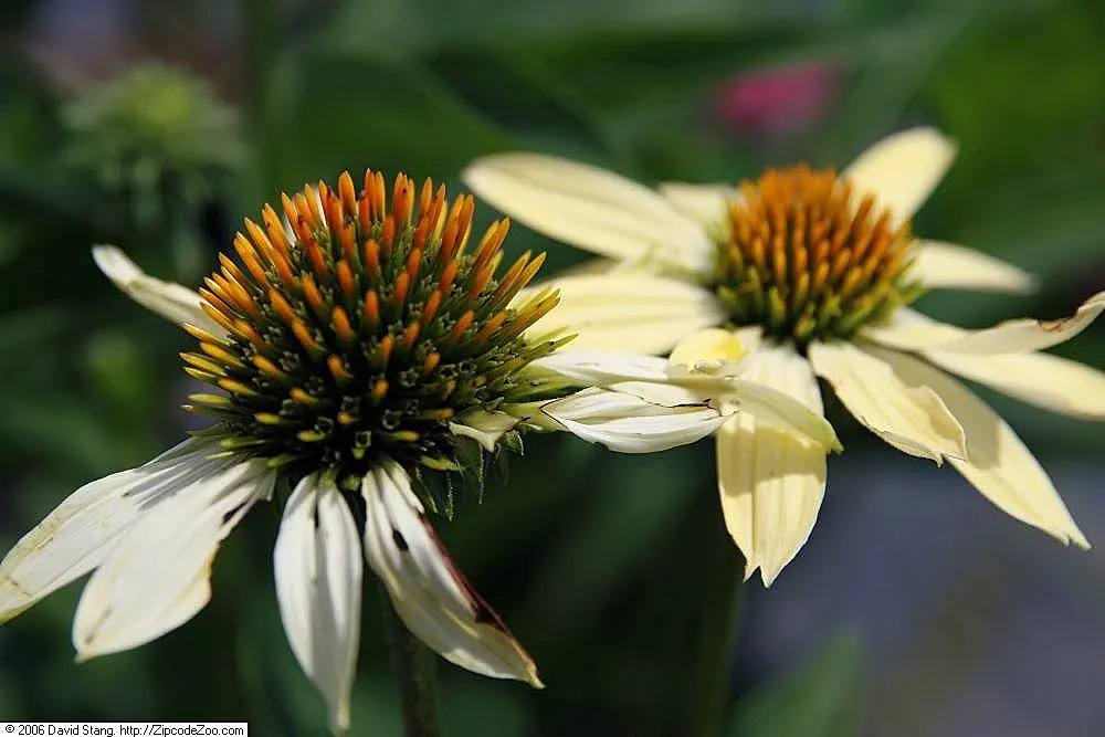 Sunrise Coneflower (Echinacea 'Sunrise') — boasting a central cone that is typically a greenish-yellow at the onset