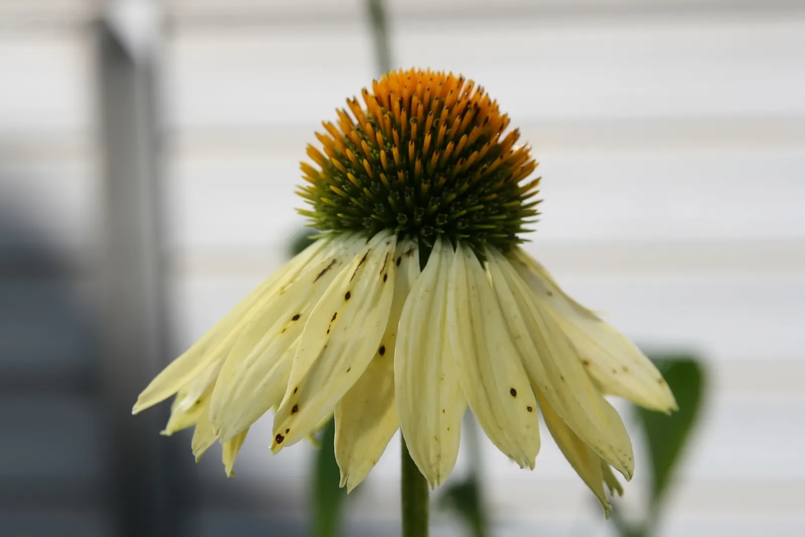 Sunrise Coneflower (Echinacea 'Sunrise') — Preferring full sun, it blooms mid-summer to fall, attracting pollinators while being drought tolerant