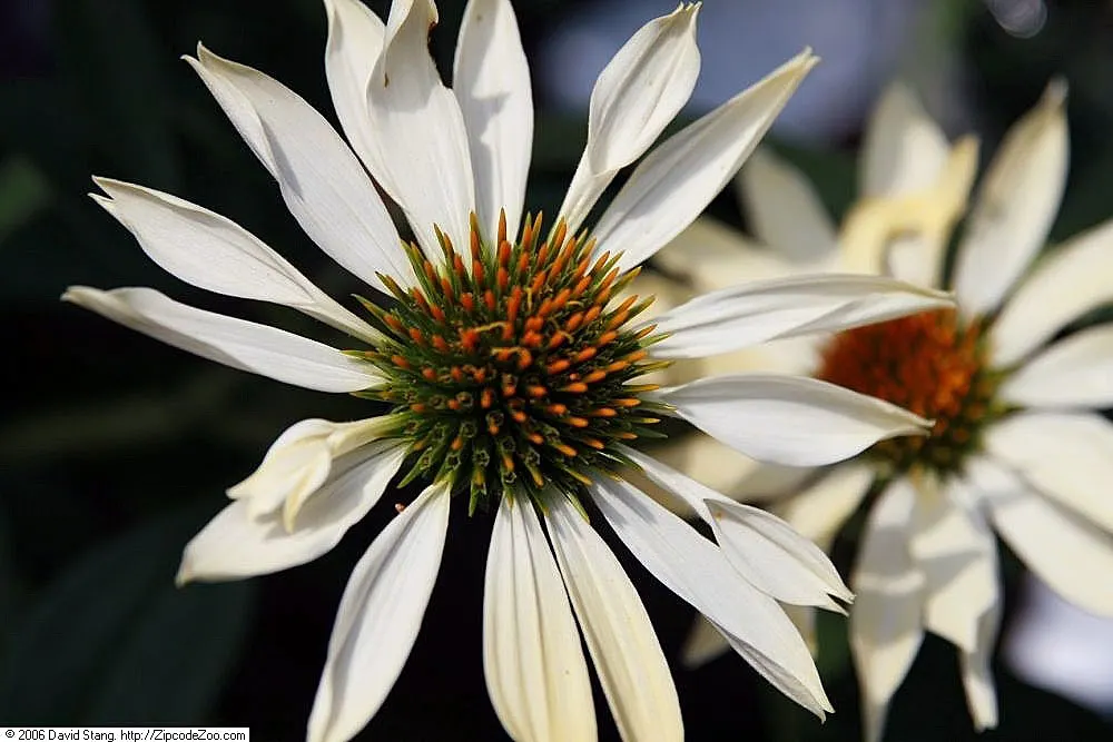 Sunrise Coneflower (Echinacea 'Sunrise') — This hardy perennial, thriving in zones 4-9, matures to 24-30 inches tall with a spread of 18-24 inches
